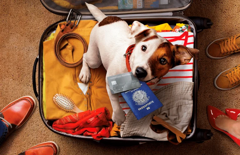 pet em uma viagem corporativa